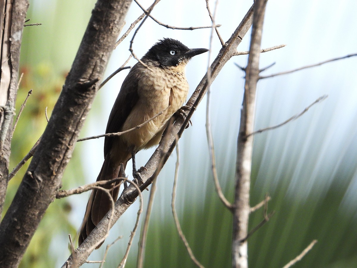 Blackcap Babbler - ML635296792