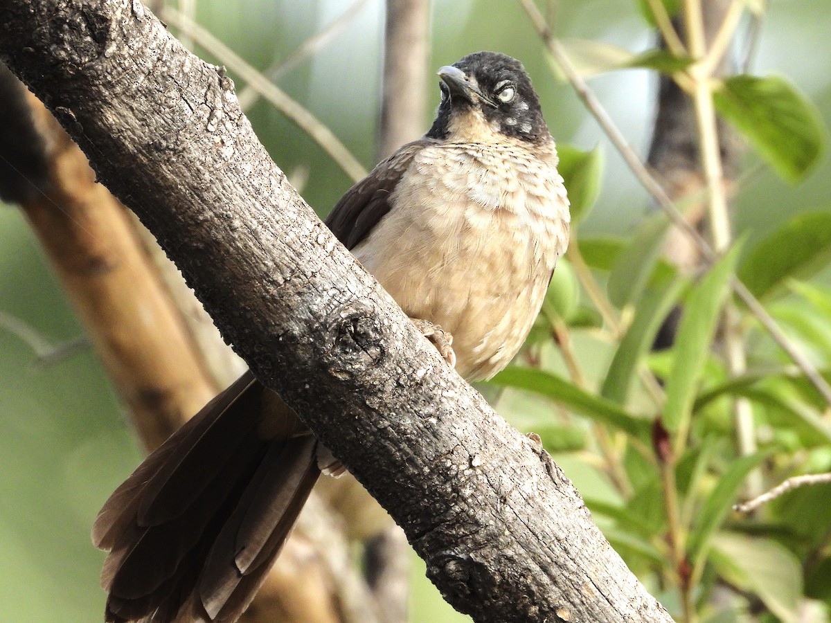 Blackcap Babbler - ML635296794