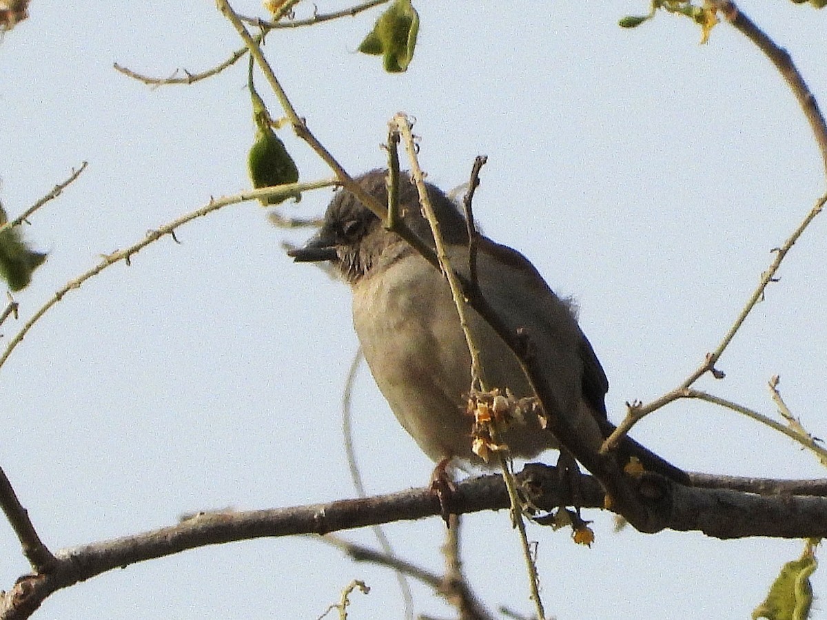 Northern Gray-headed Sparrow - ML635296893