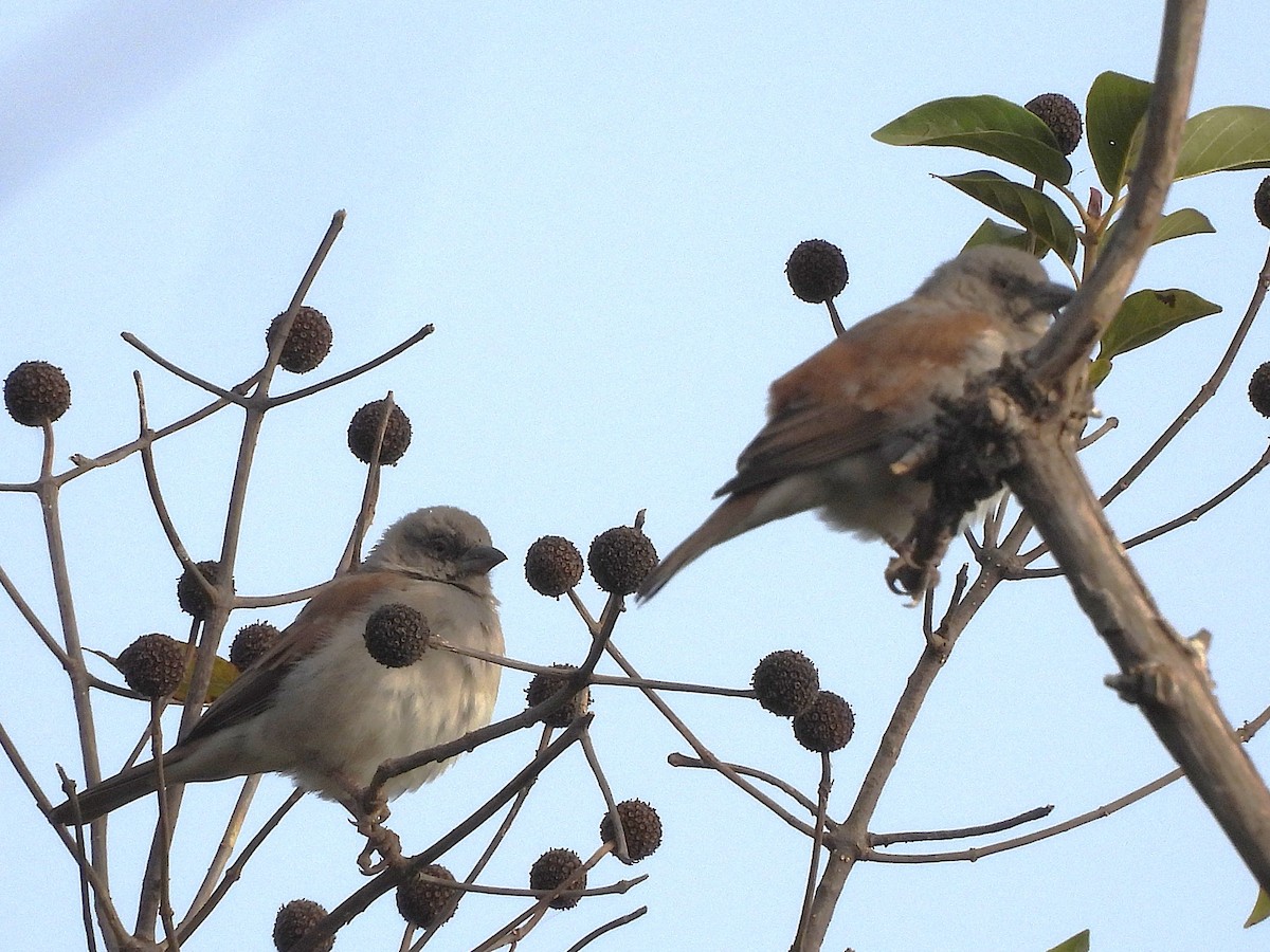 Northern Gray-headed Sparrow - ML635296894