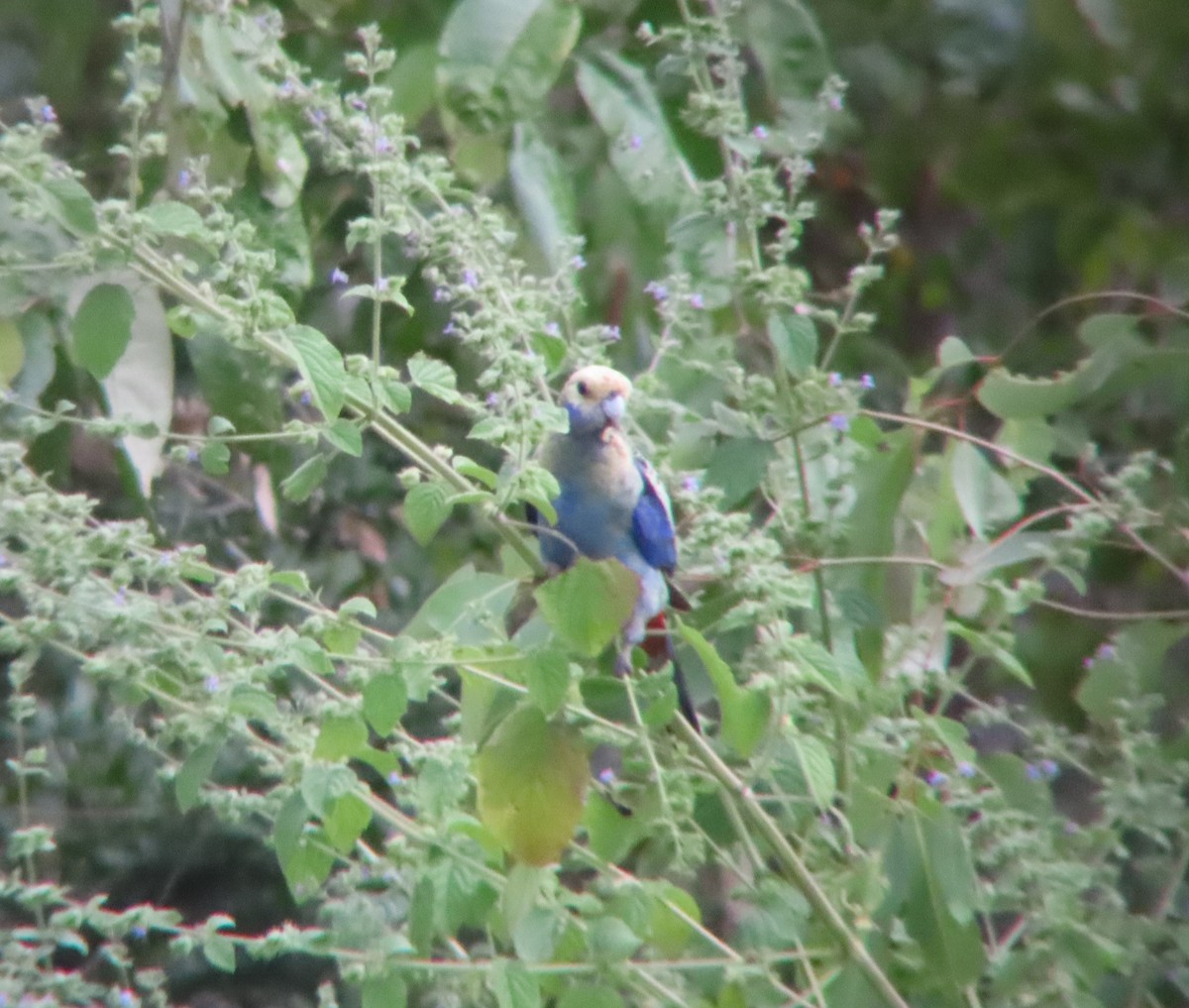 Pale-headed Rosella - ML635296906