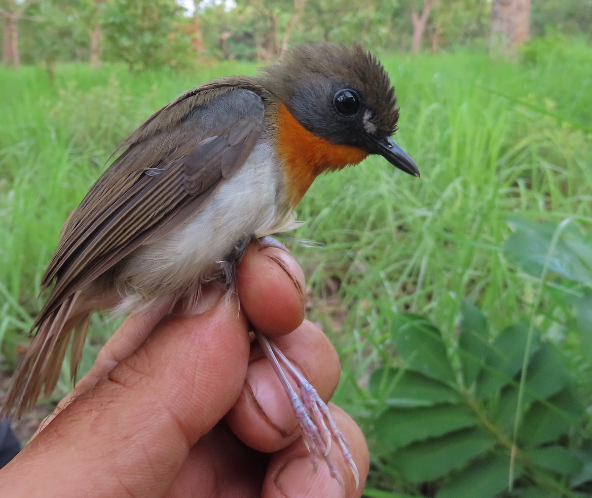 Orange-breasted Forest Robin - ML635296959