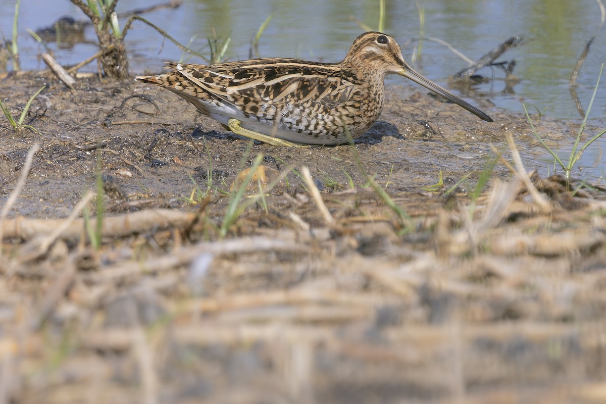 Common Snipe - ML635296988