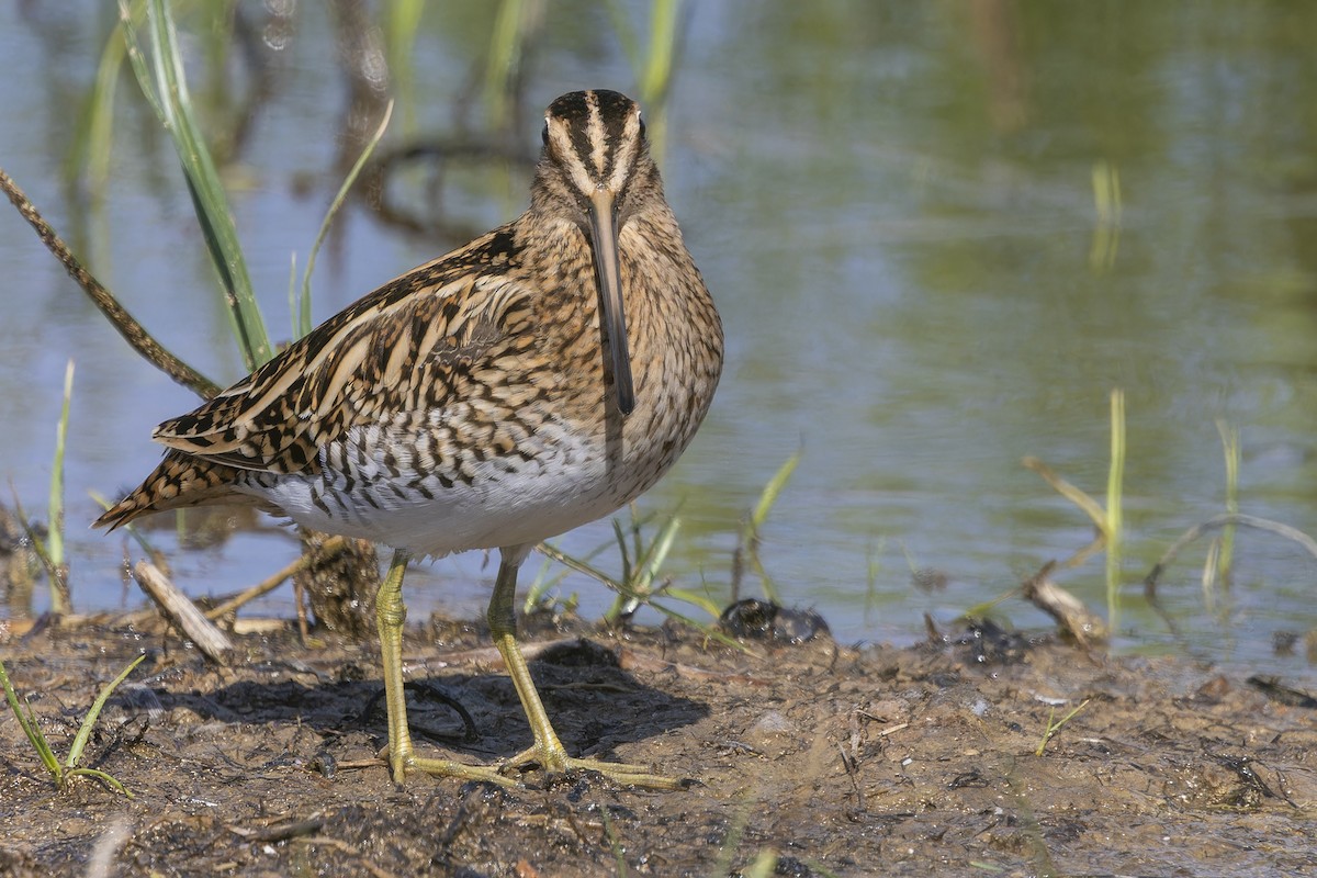 Common Snipe - ML635296989