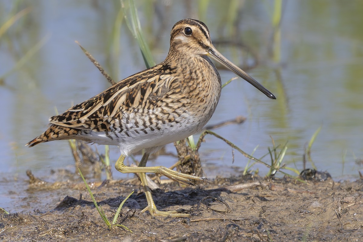 Common Snipe - ML635296990