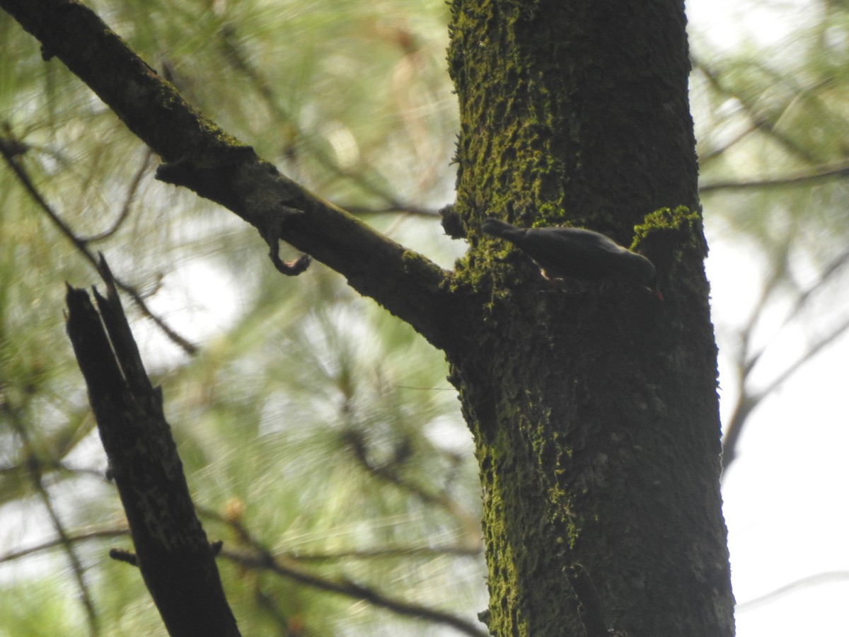 Velvet-fronted Nuthatch - ML635297029