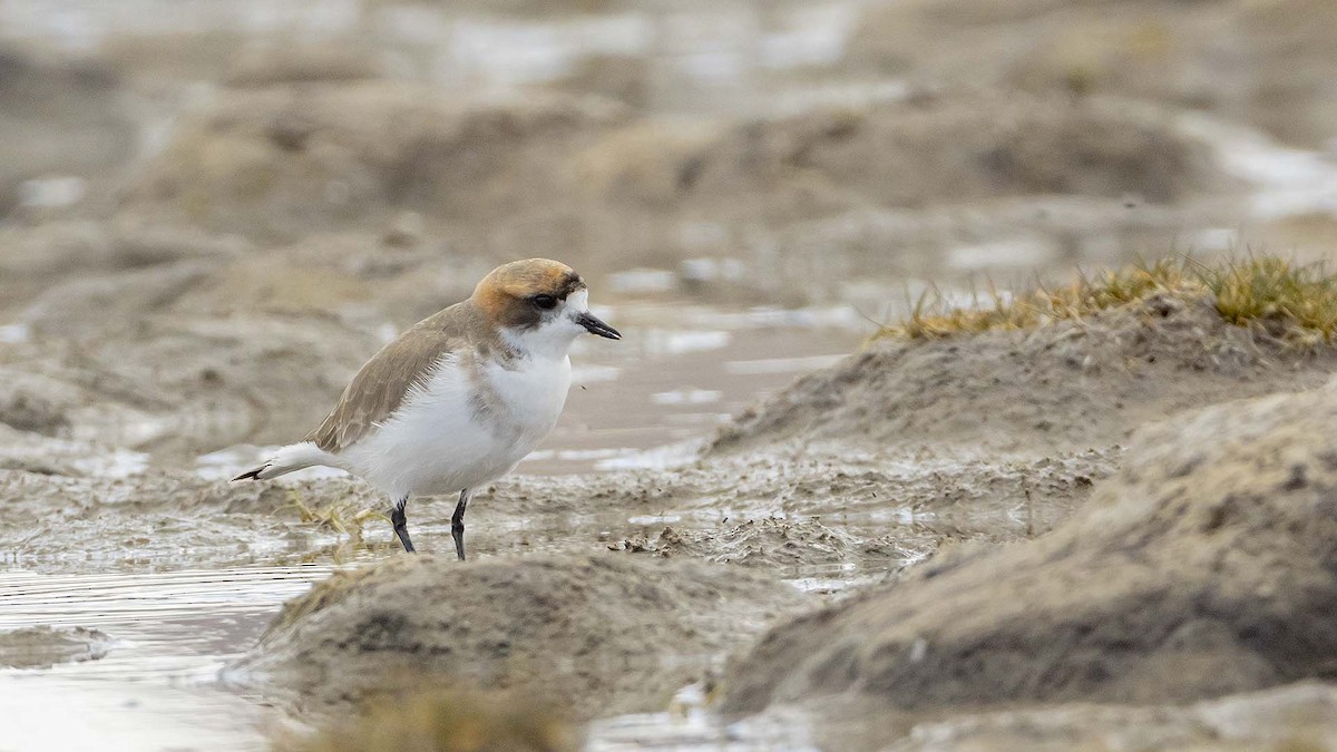 Puna Plover - ML635297046