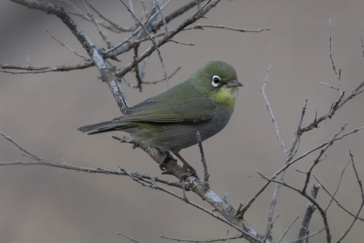 Abyssinian White-eye - ML635297059