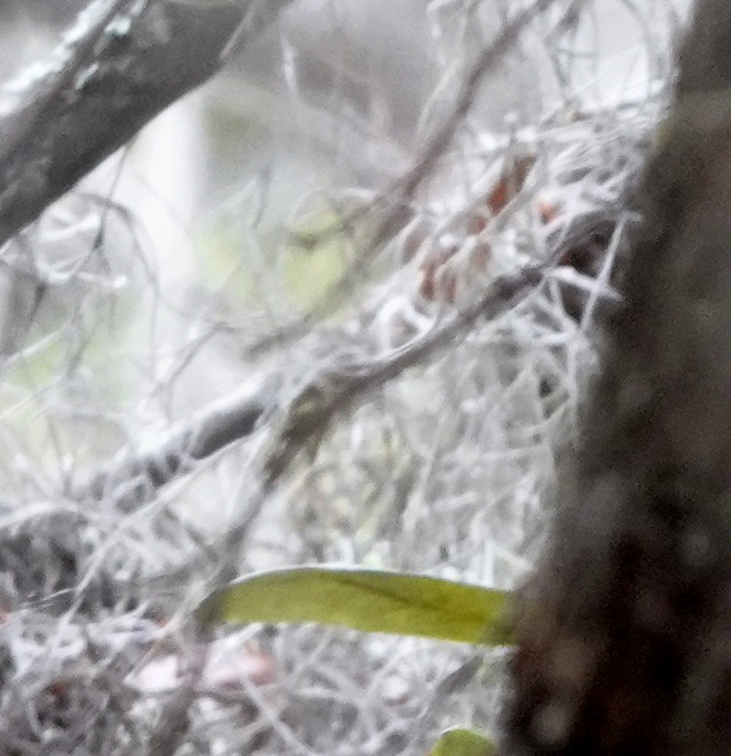 Connecticut Warbler - ML635297122