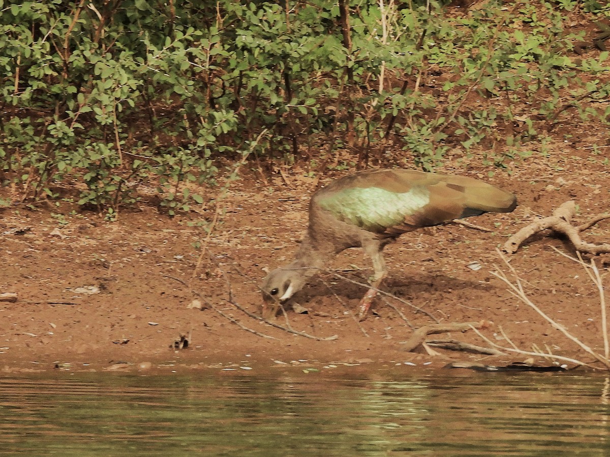Hadada Ibis - ML635297139