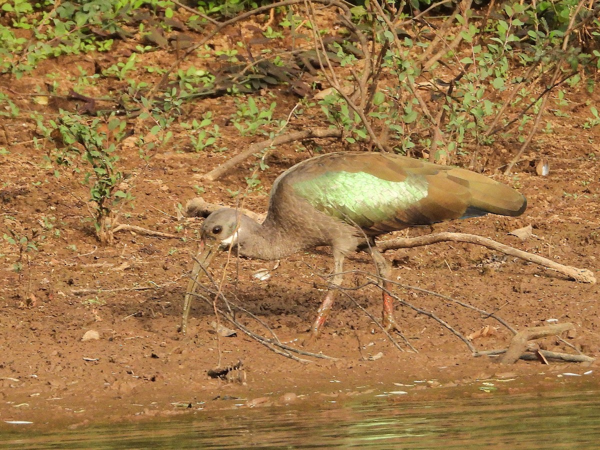 Hadada Ibis - ML635297140