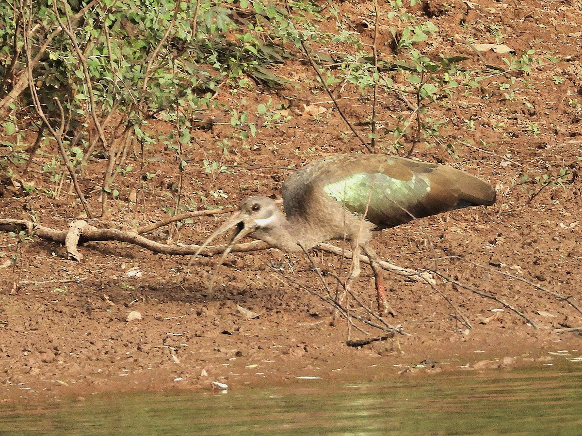 Hadada Ibis - ML635297141