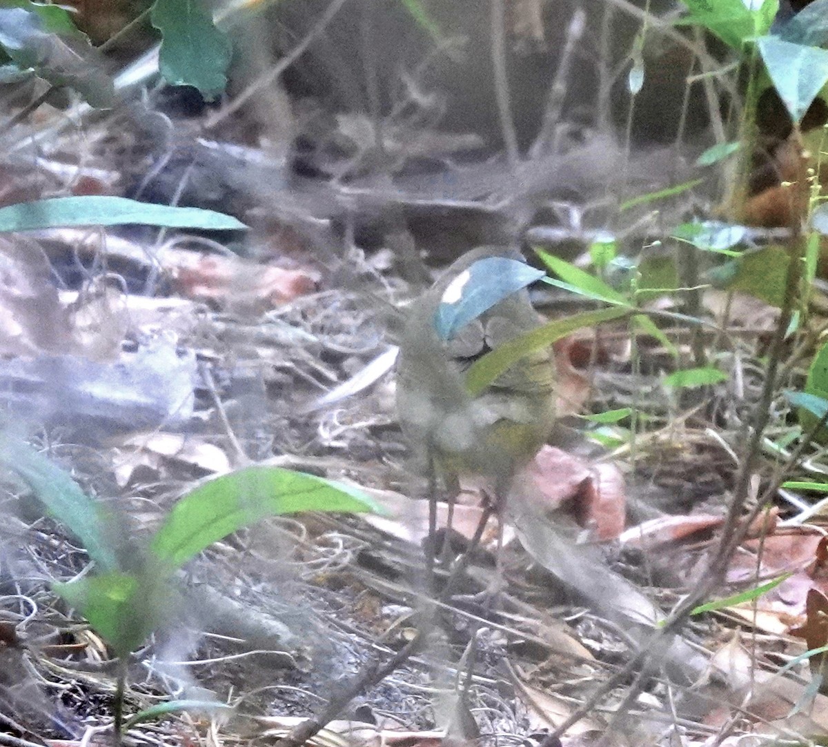 Connecticut Warbler - ML635297145