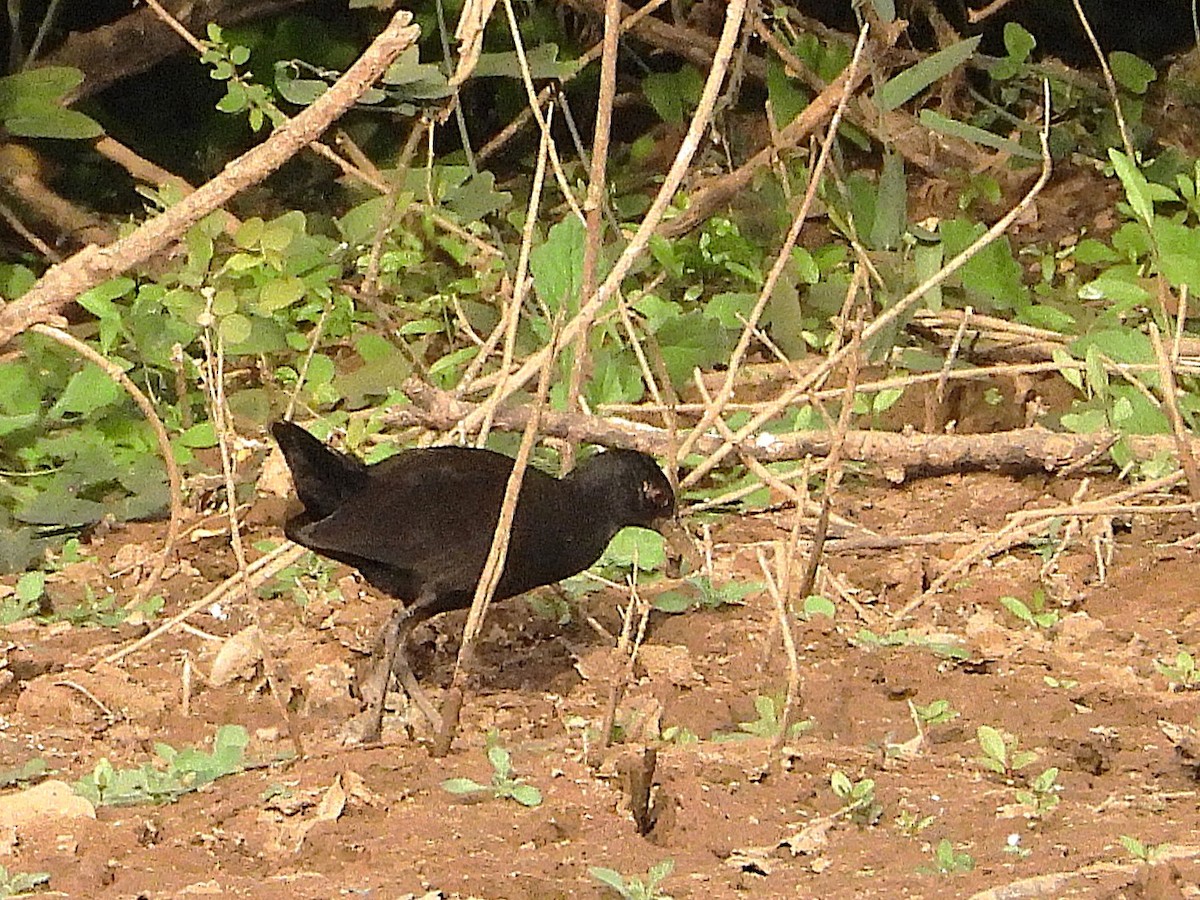 Black Crake - ML635297169