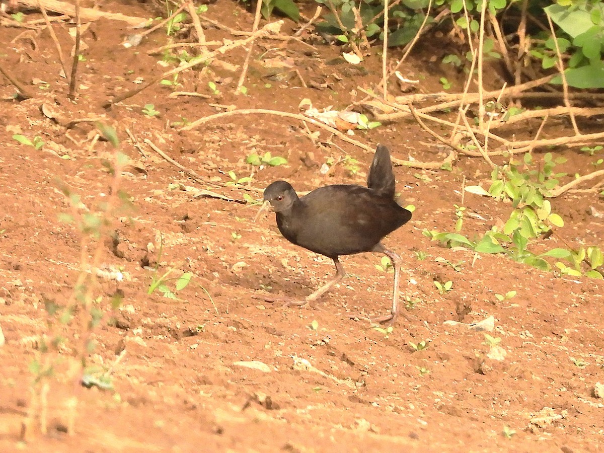 Black Crake - ML635297170
