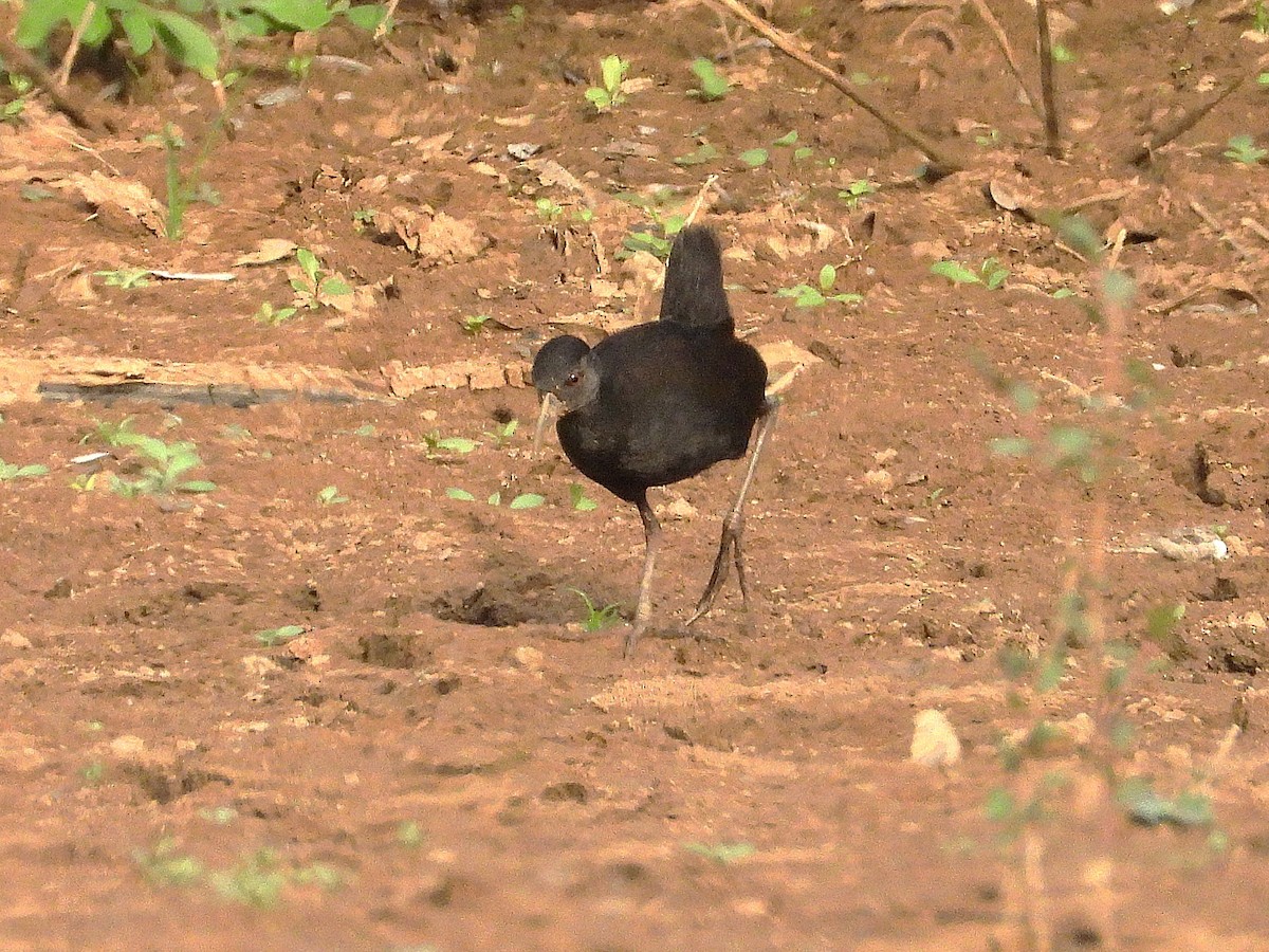 Black Crake - ML635297171