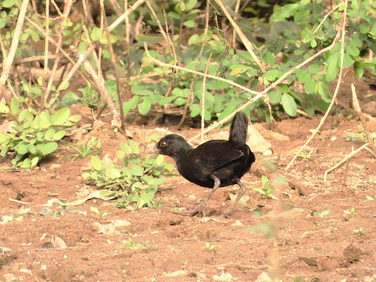 Black Crake - ML635297172
