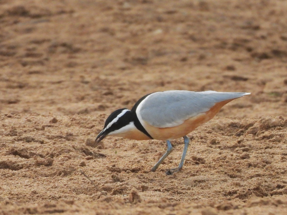 Egyptian Plover - ML635297183