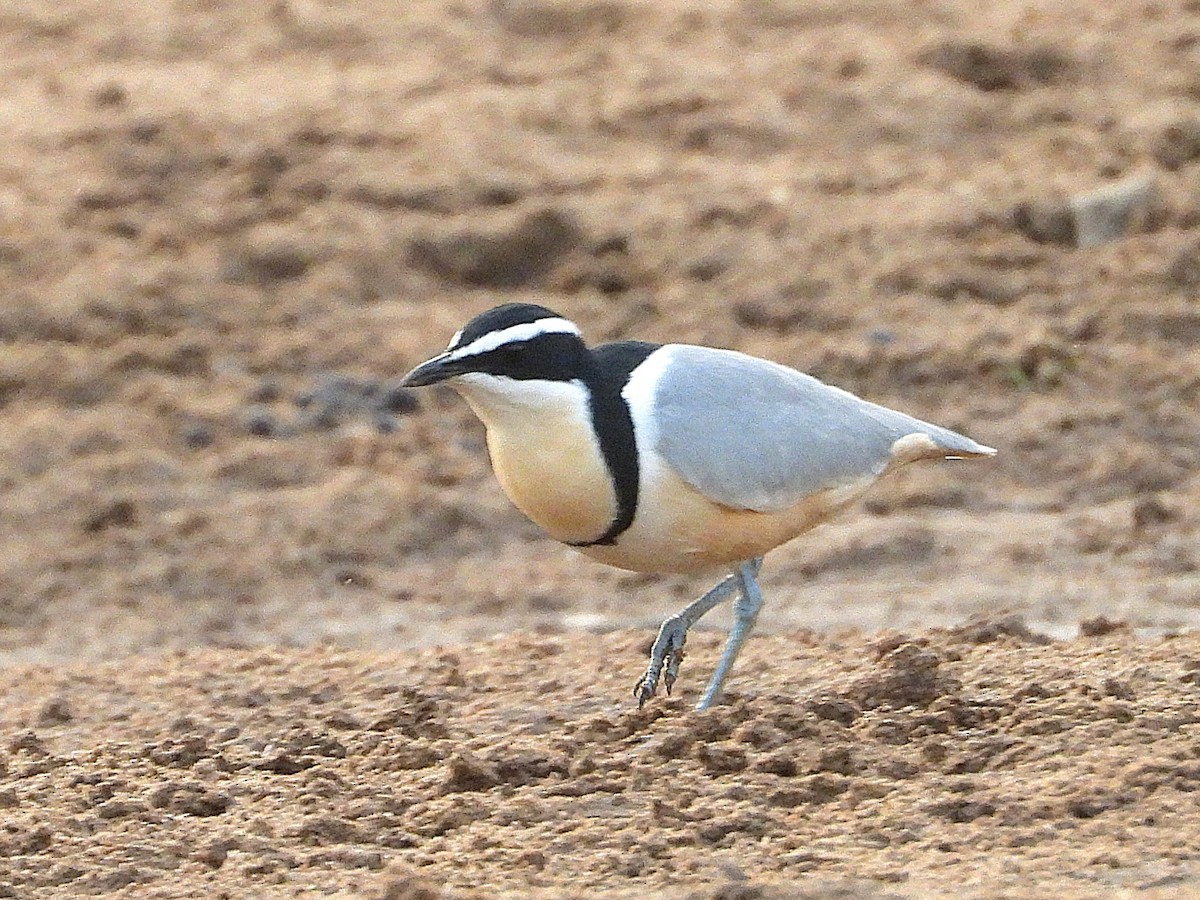 Egyptian Plover - ML635297184