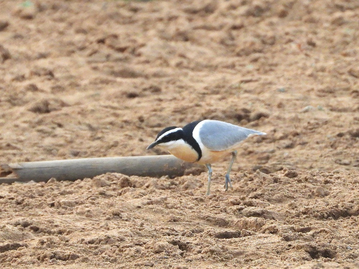 Egyptian Plover - ML635297185