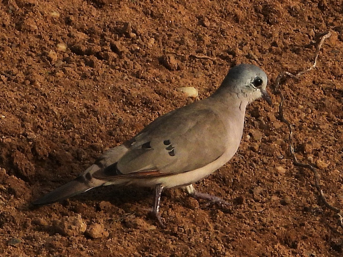 Black-billed Wood-Dove - ML635297207
