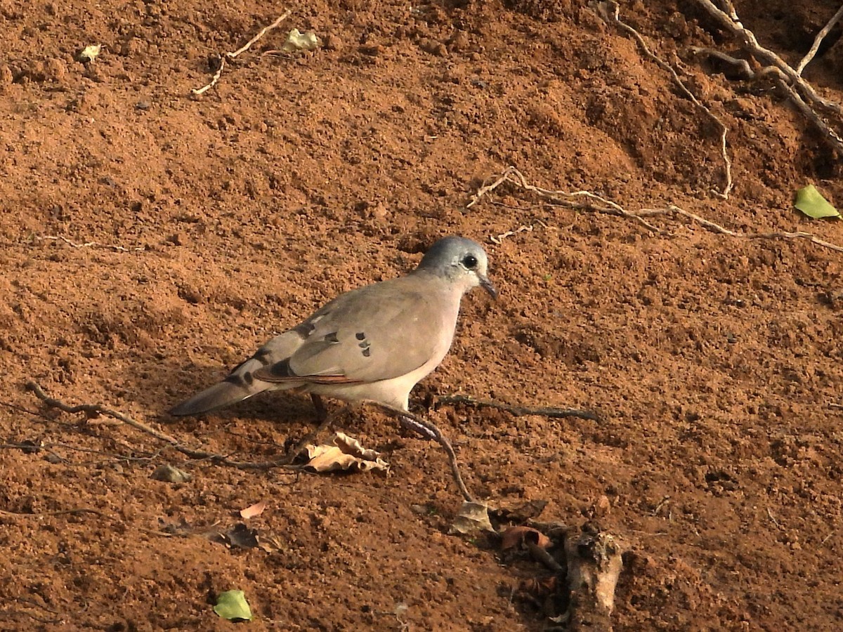 Black-billed Wood-Dove - ML635297208