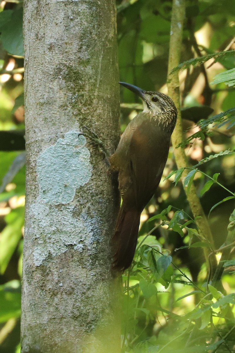 White-throated Woodcreeper - ML635297215