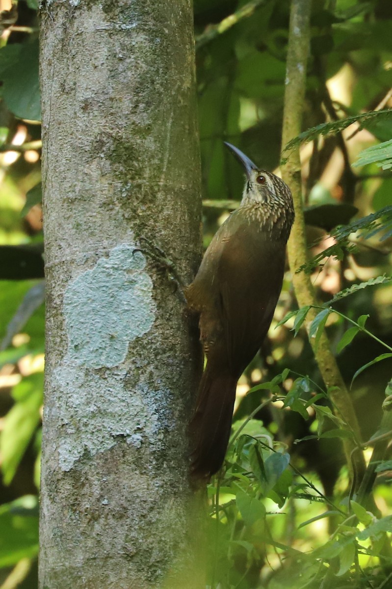 White-throated Woodcreeper - ML635297216