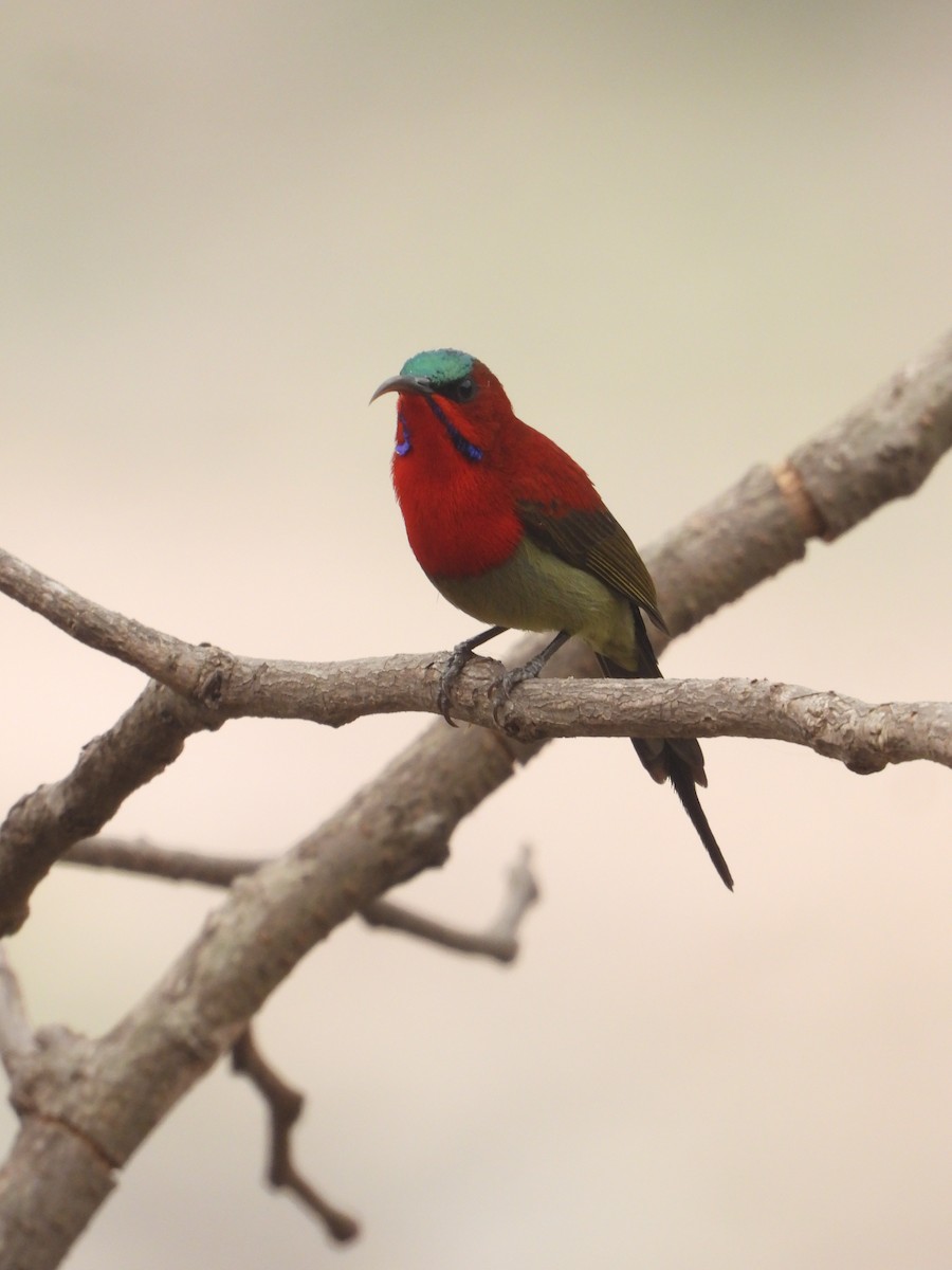 Crimson Sunbird - ML635297233