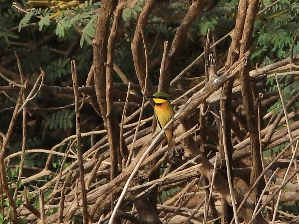 Little Bee-eater - ML635297314