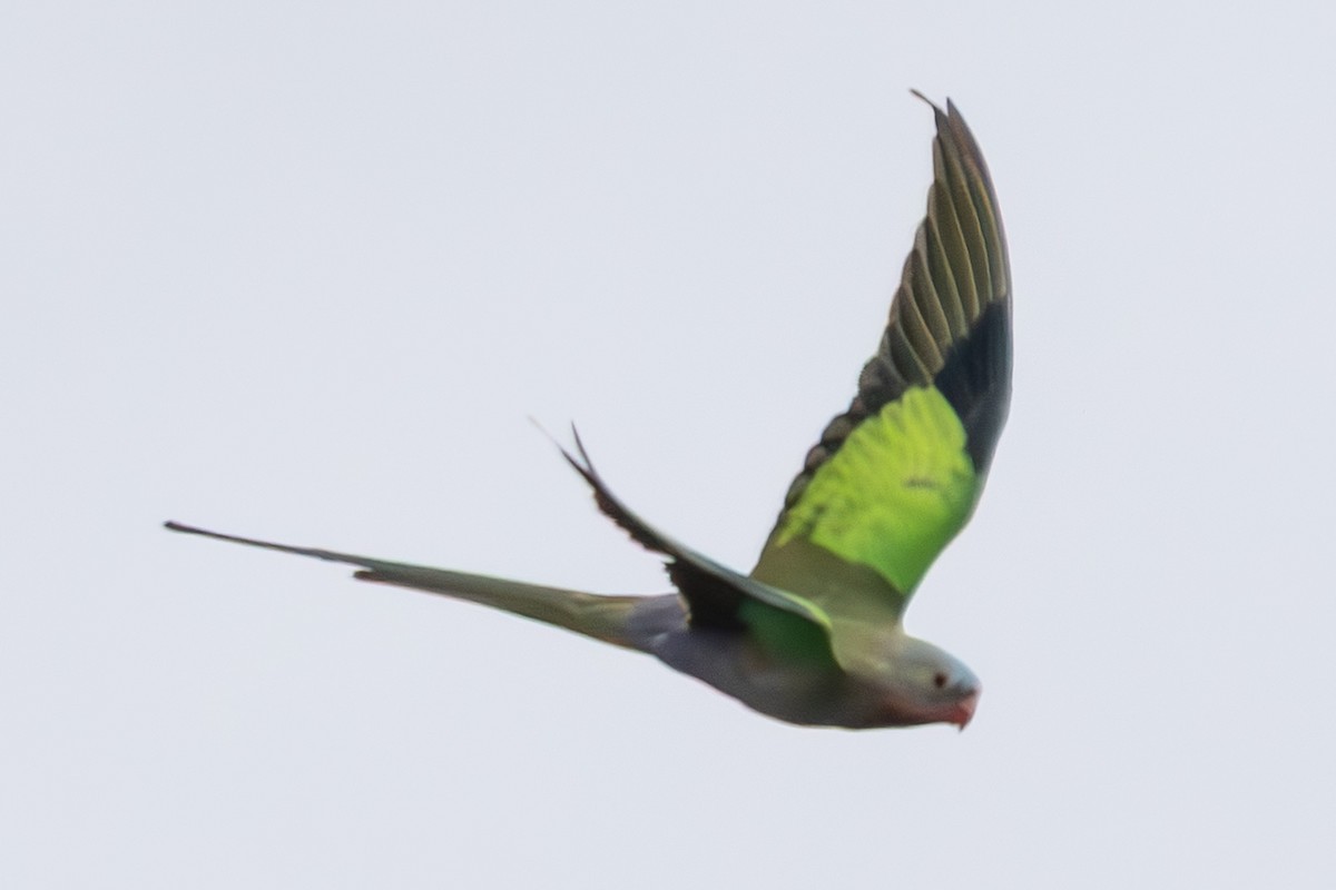 Princess Parrot - ML635297328