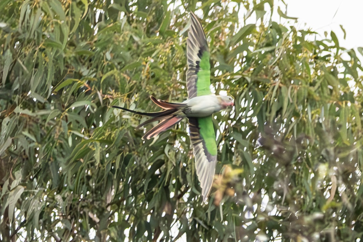 Princess Parrot - ML635297329