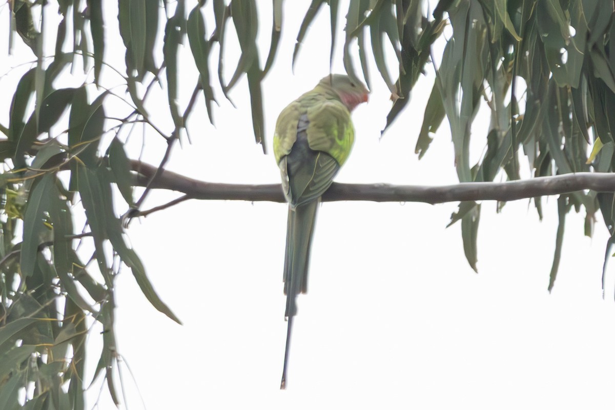 Princess Parrot - ML635297330