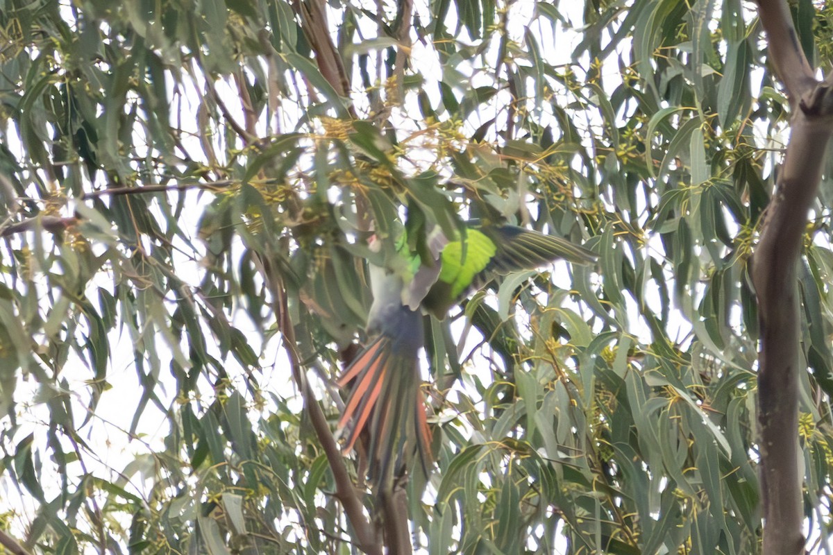 Princess Parrot - ML635297331