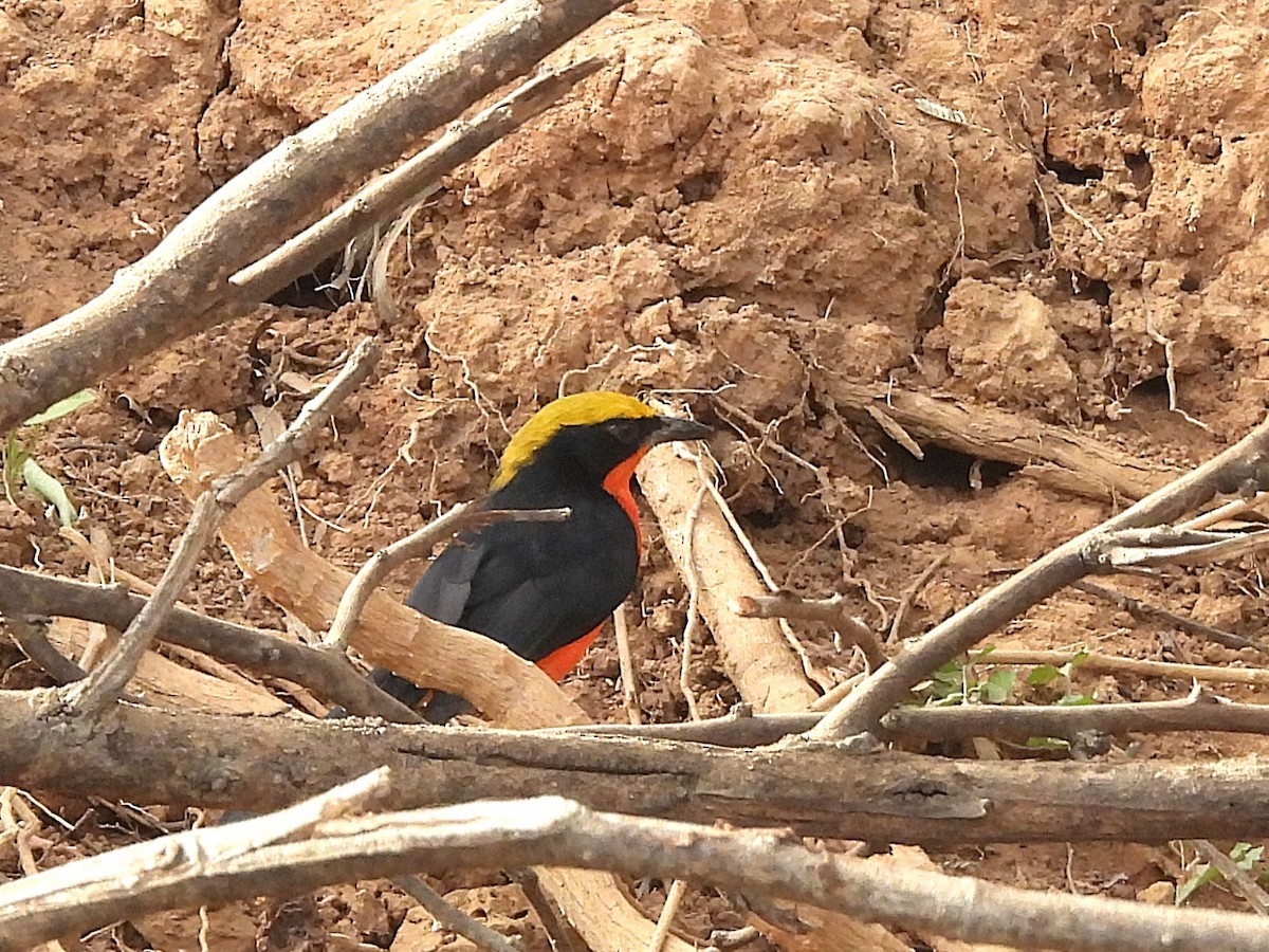 Yellow-crowned Gonolek - ML635297377