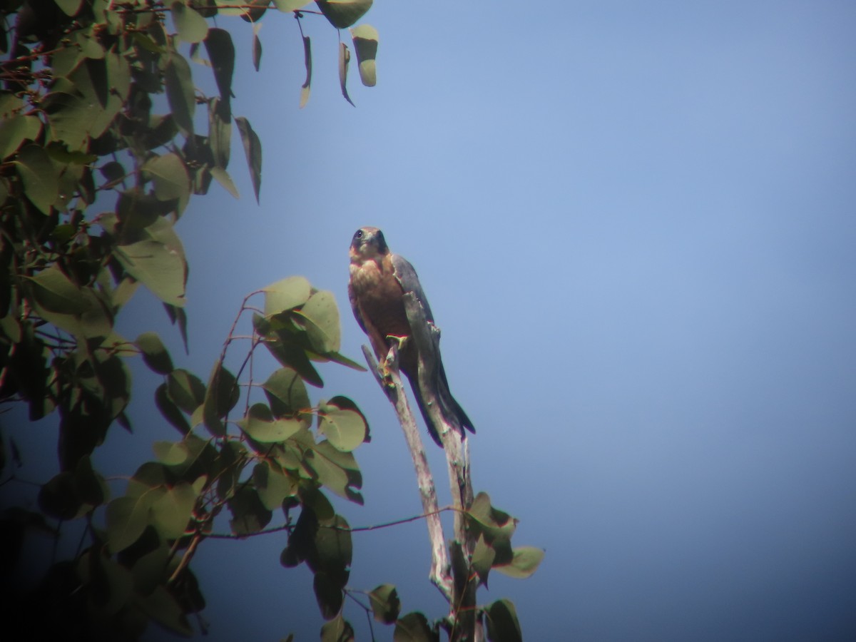 Australian Hobby - ML635297454