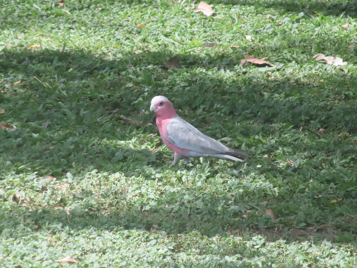Galah - ML635297468