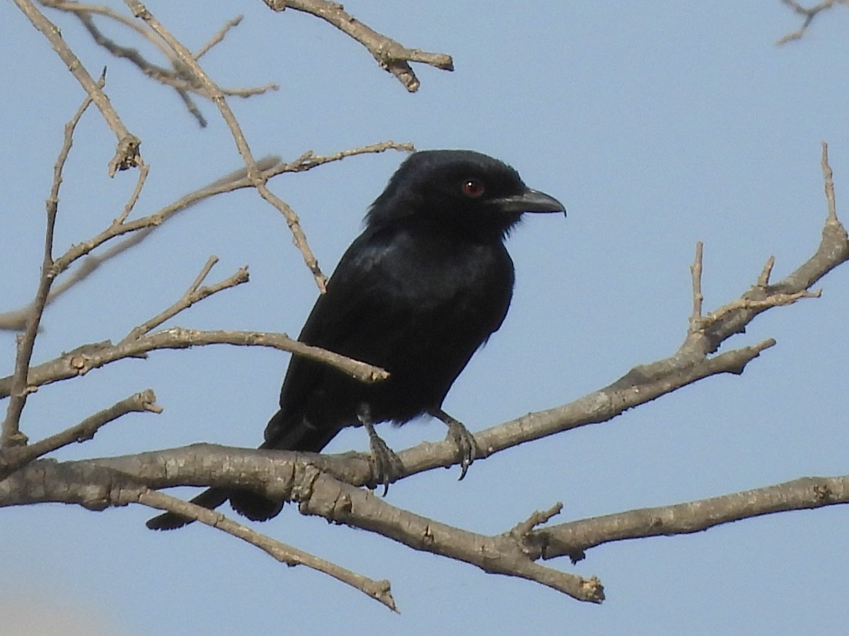 Fork-tailed Drongo - ML635297504