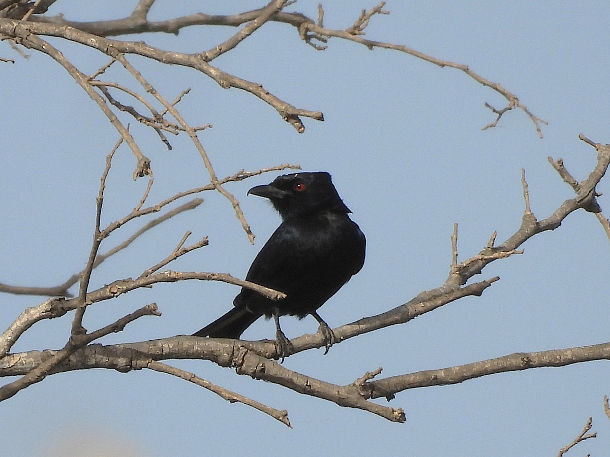 Fork-tailed Drongo - ML635297505