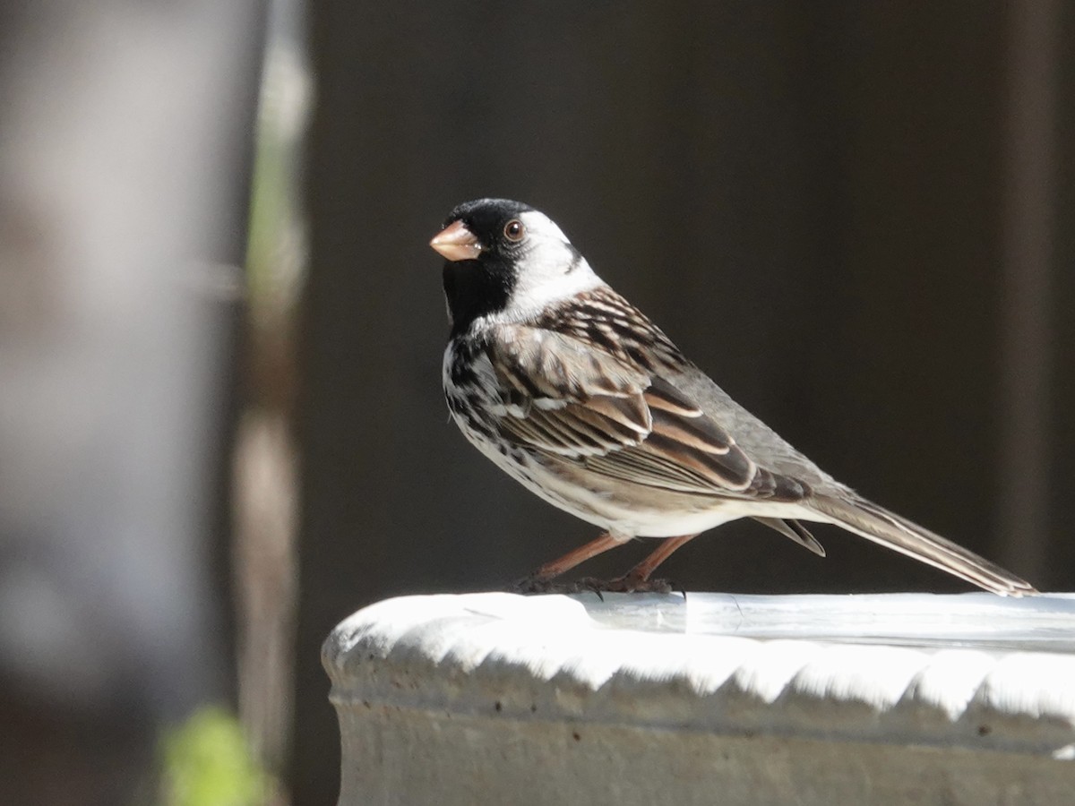 Harris's Sparrow - ML635297612