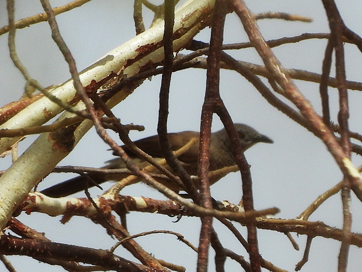 Brown Babbler - ML635297613