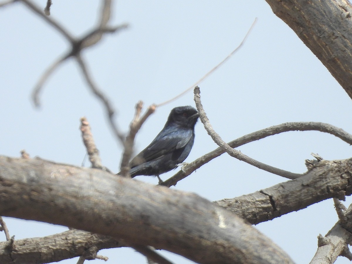 Fork-tailed Drongo - ML635297618