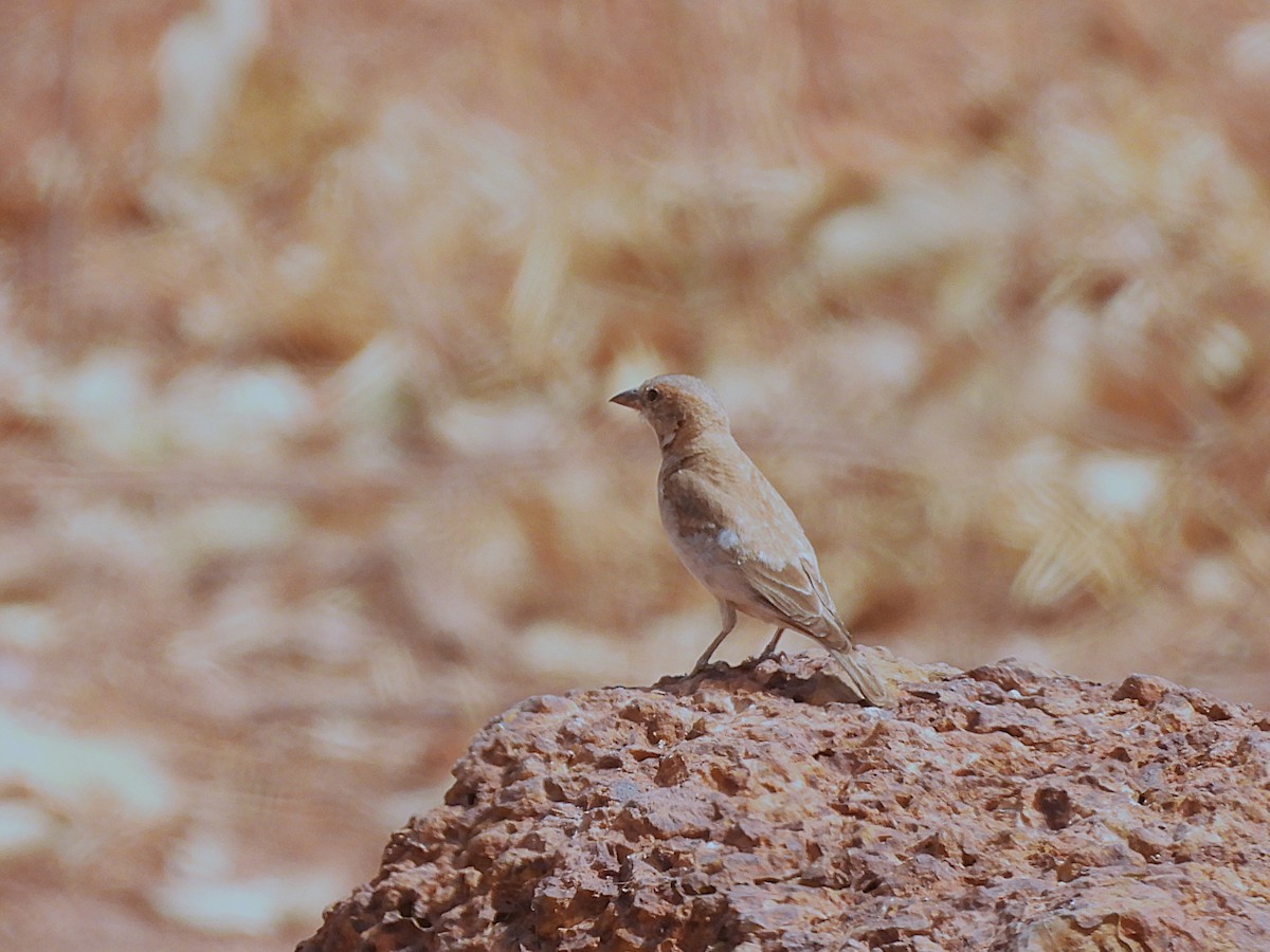 Sahel Bush Sparrow - ML635297626