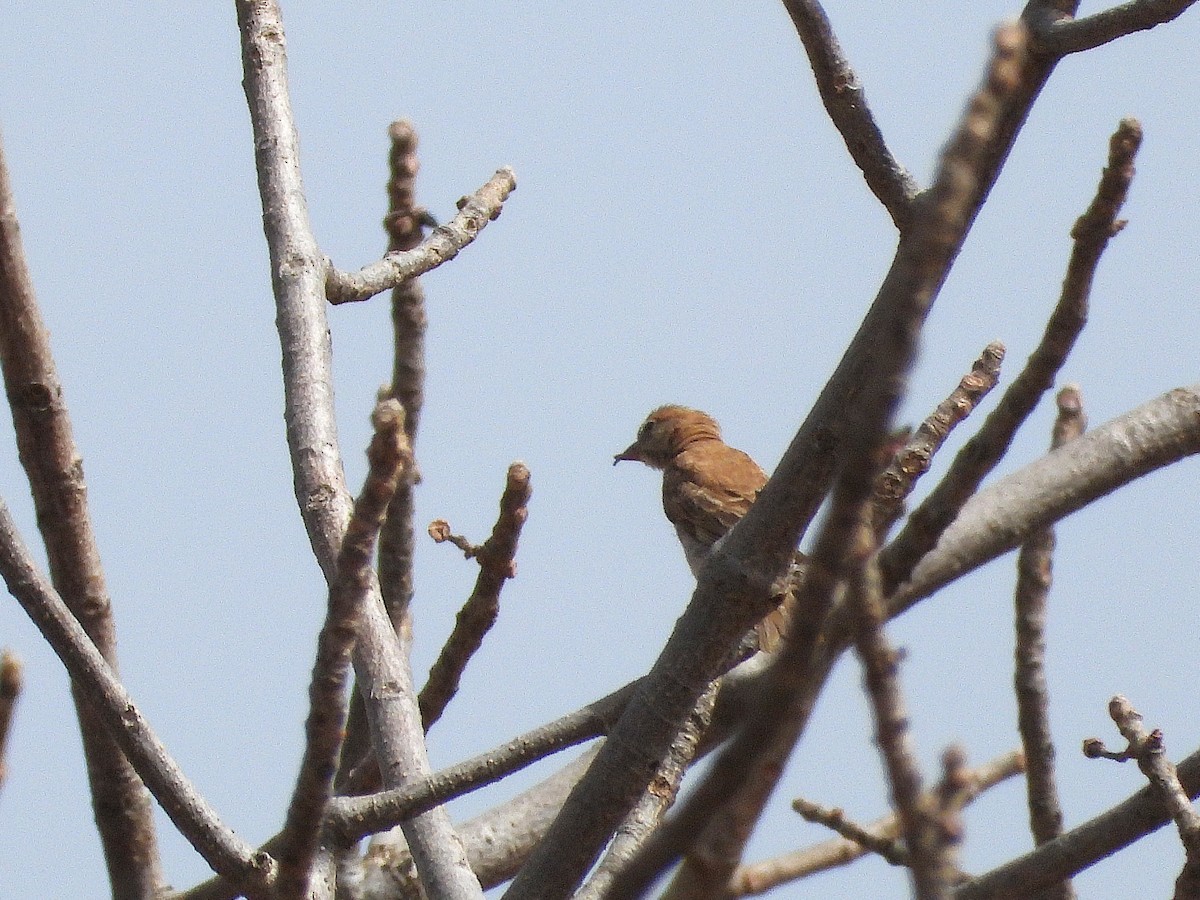 Sahel Bush Sparrow - ML635297627