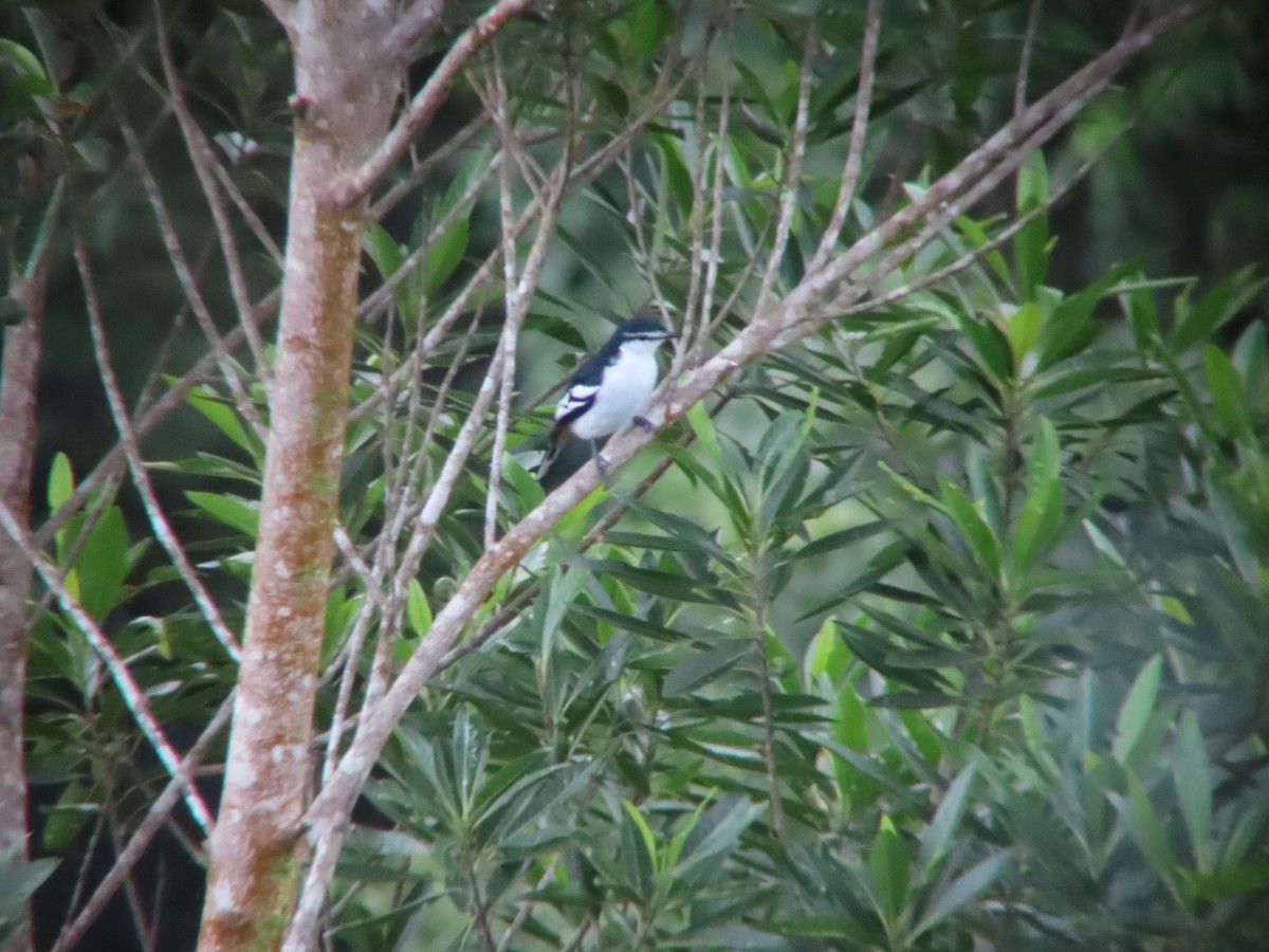 Varied Triller - ML635297720