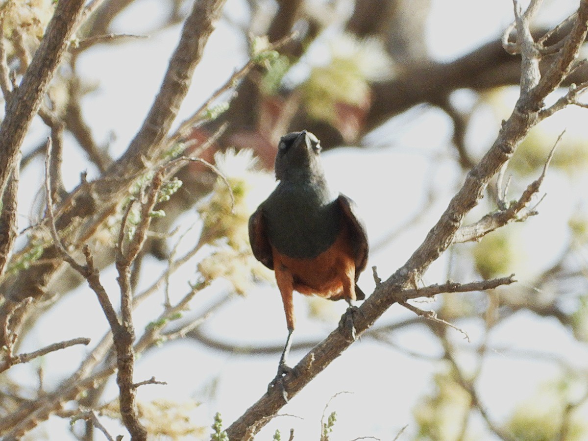 Chestnut-bellied Starling - ML635297785