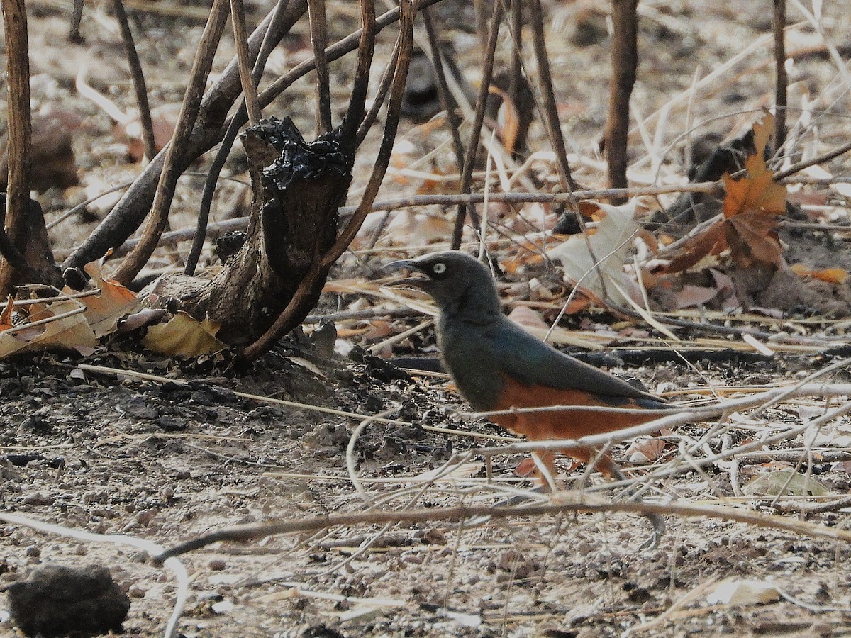Chestnut-bellied Starling - ML635297786