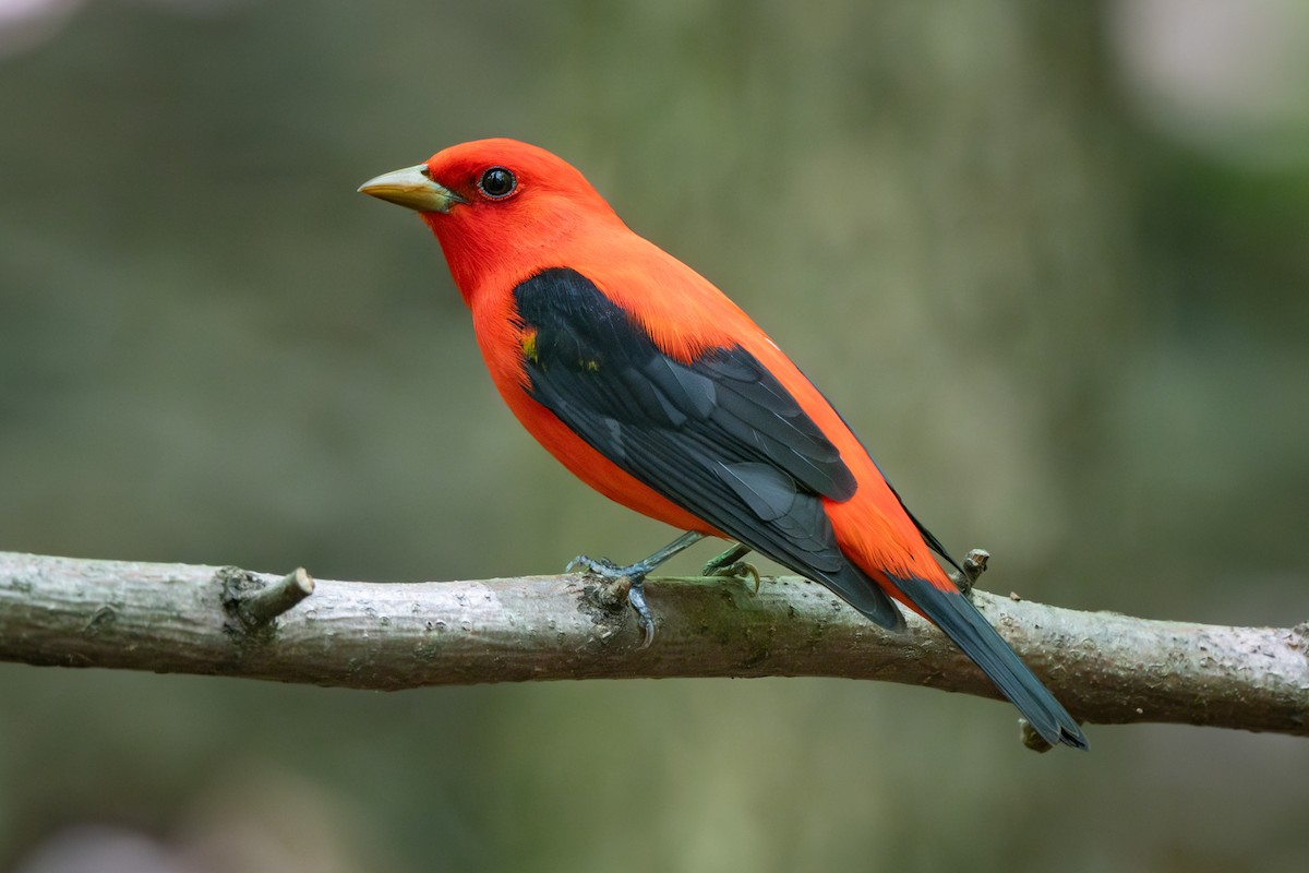 Scarlet Tanager - ML635297850