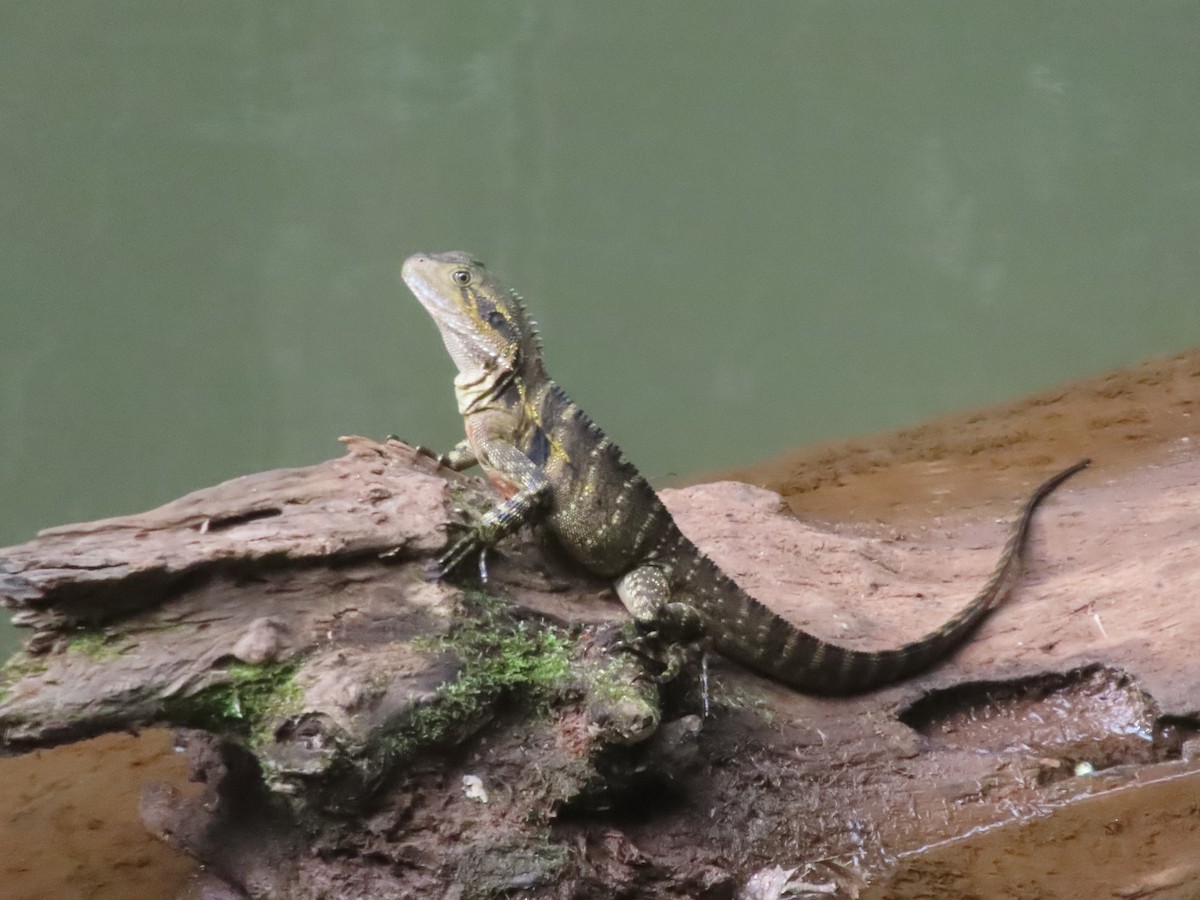 Australian Water Dragon - ML635297871