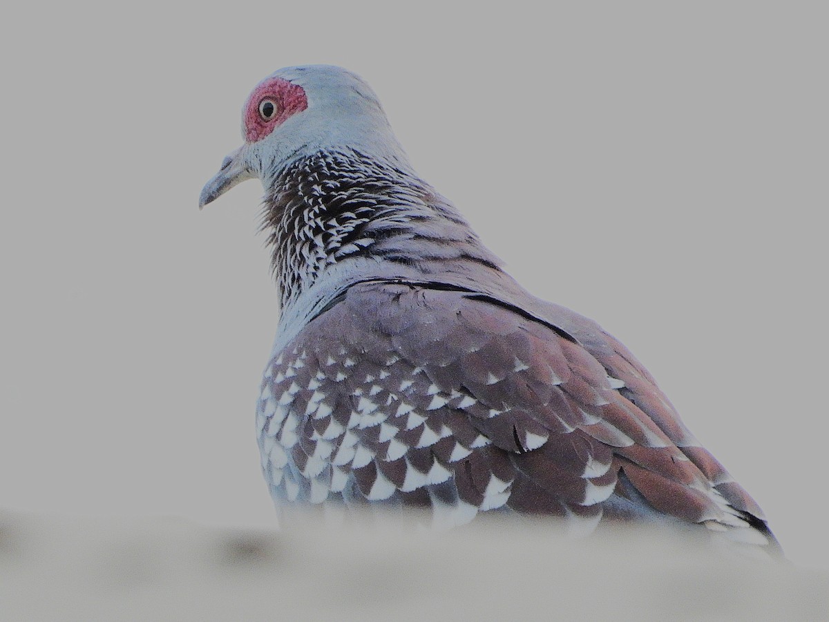 Speckled Pigeon - ML635297933